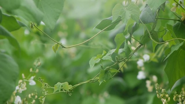野菜畑　白花豆