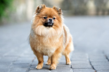 adorable pomeranian spitz dog posing outdoors