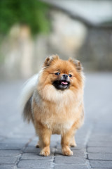 beautiful pomeranian spitz dog standing outdoors
