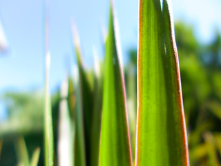 Photo by Adam Tiernan Thomas