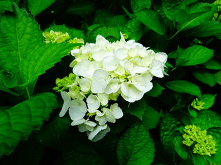 hortensia