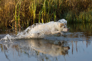 Fototapeta premium Labrador retriever