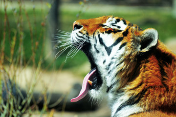 Yawning Tiger
