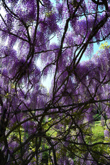 Beautiful Bloming Wisteria. Italy.