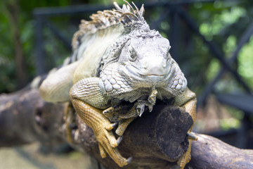 Iguana