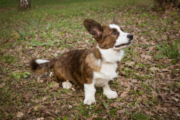 Cardigan Corgi on the grass