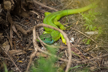 Lacerta Viridis