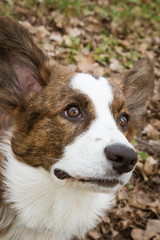 Cardigan Corgi on the grass