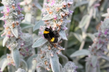 Erdhummel sammelt Nektar auf einer Futterpflanze