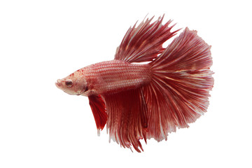 Fototapeta premium Fighting Fish of Siam 
