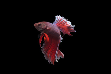 Obraz premium Fighting Fish of Siam