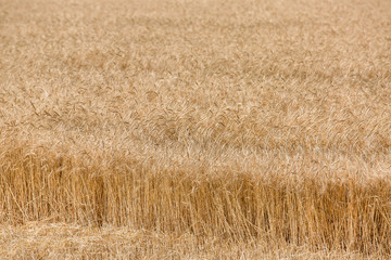 field ripe ears of wheat.