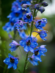 Blue flower after rain