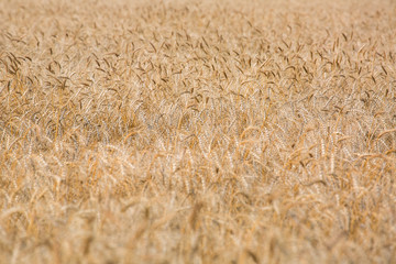 field ripe ears of wheat.