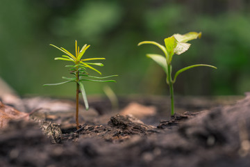 kleine Triebe auf einem Baumstumpf