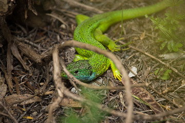 Lacerta Viridis