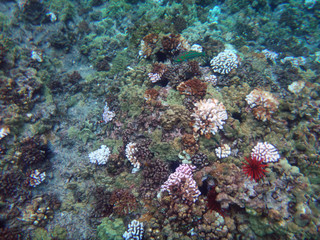 Sea life of Molokini Crater, Maui, Hawaii.