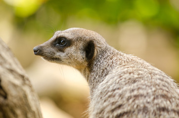 Meerkat