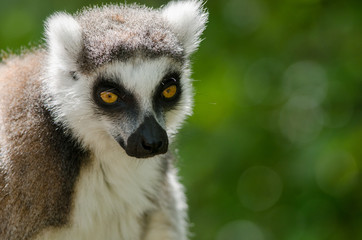 Ring-Tailed Lemur