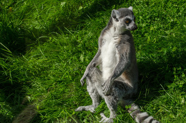 Ring-Tailed Lemur