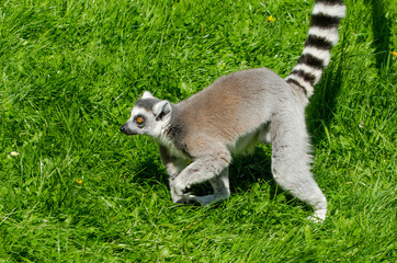 Obraz premium Ring-Tailed Lemur