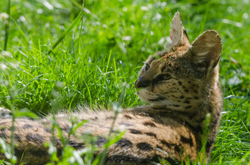 Serval