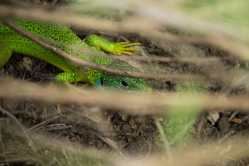 Lacerta Viridis