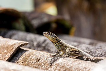 Lizard under the sun