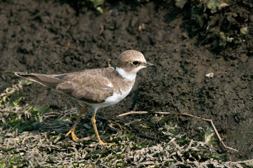 野鳥　イカルチドリ