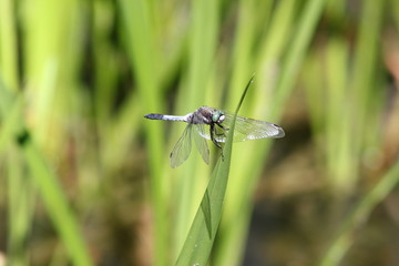 Libelle: Plattbauch (Libellula depressa) auf einem Blatt