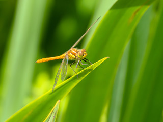 Dragonfly