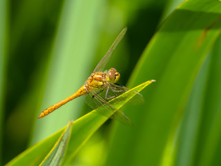 Dragonfly