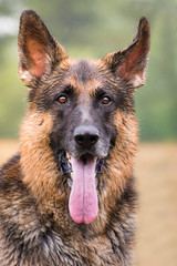 German Shepherd