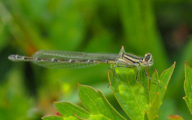 Dragonfly