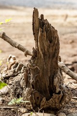 Stump