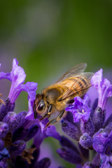 Bee in Lavender