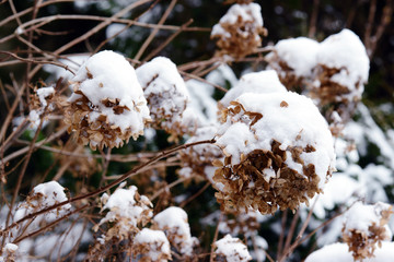 snow on hortensia bush in winter time