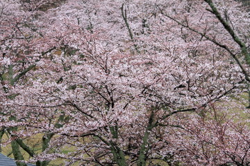 さくらの里の桜 (雨)