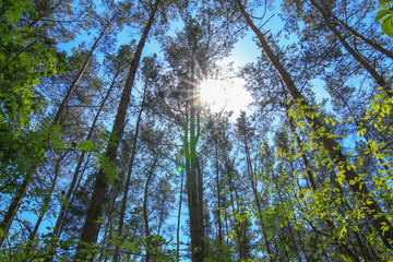 Forest in Köpenick, Berlin