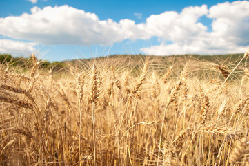 field of wheat
