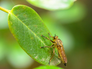 Insect
