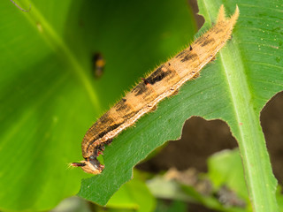 Caterpillar