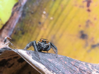Spider
