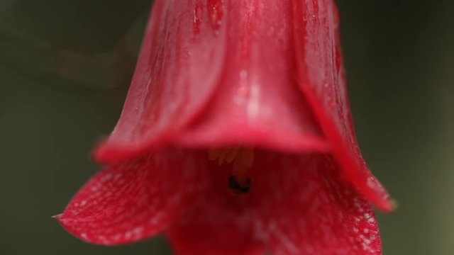 National Chilean flower