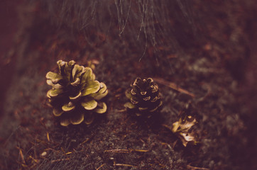Dark forest railroad background