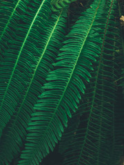 Focused green fern in forest. Nature exotic illustration