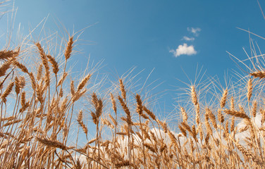 wheat in field, blue sky