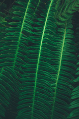Focused green fern in forest. Nature exotic illustration - 164835975