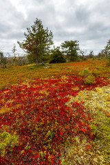 Autumn landscape in Lapland forest, Finland