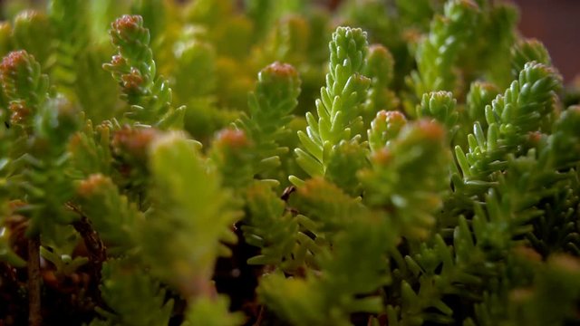 Green moss. Stems of moss Polytrichum commune. Close up